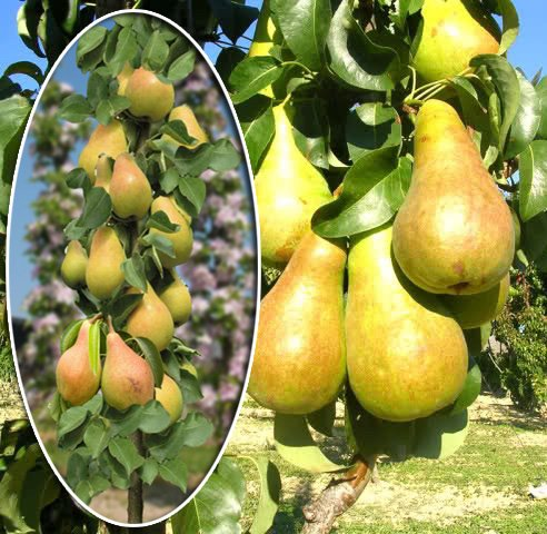 Превью изображения