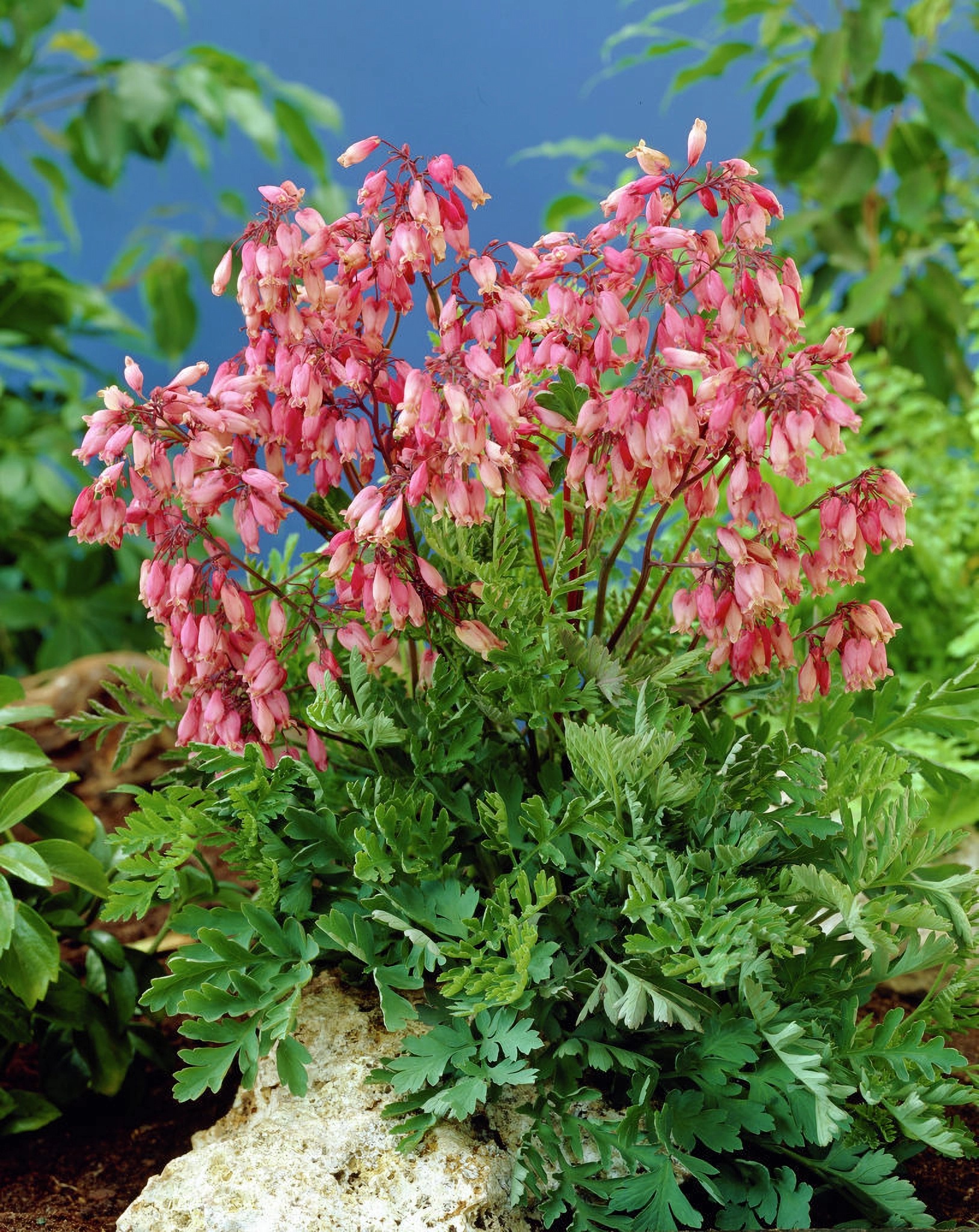 Превью изображения