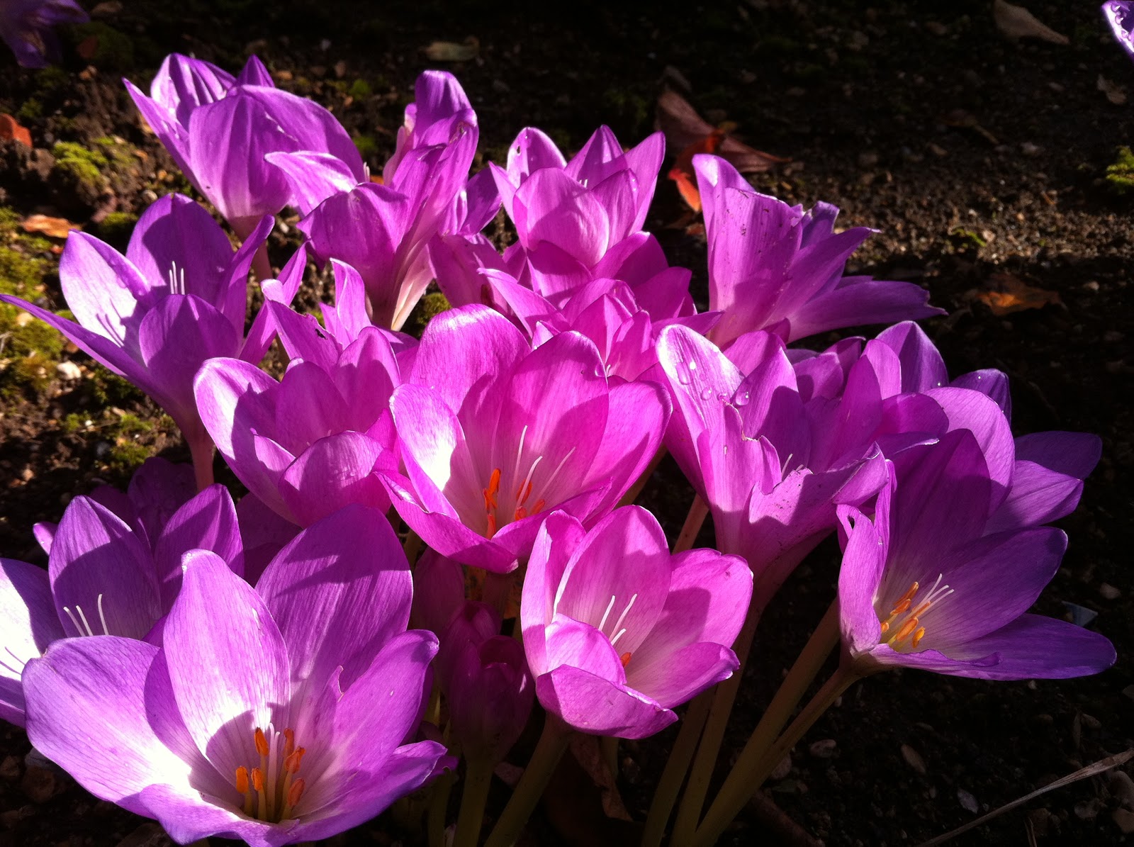 Превью изображения