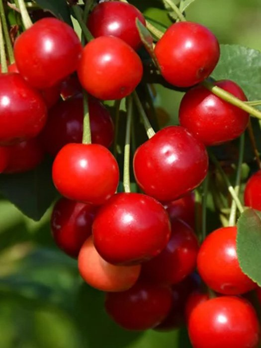 Превью изображения