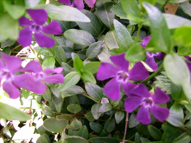 Превью изображения