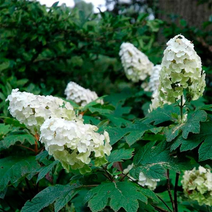 Превью изображения