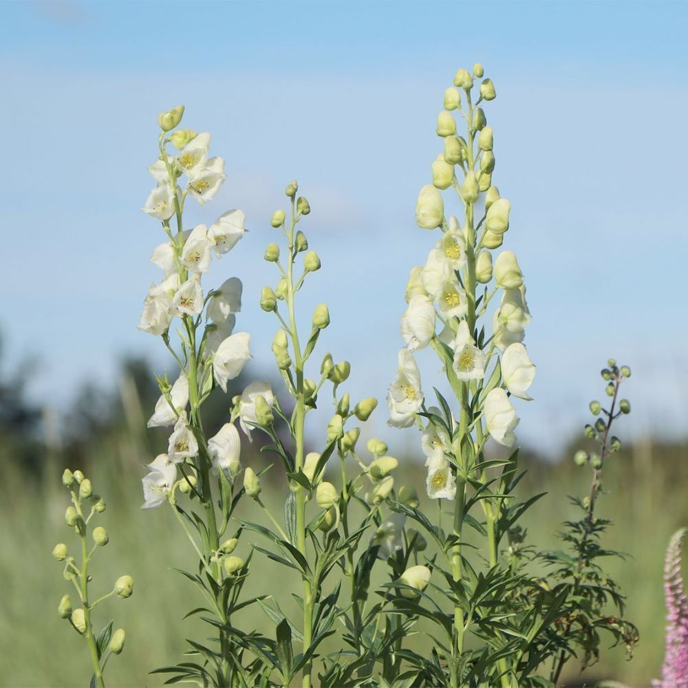 Превью изображения
