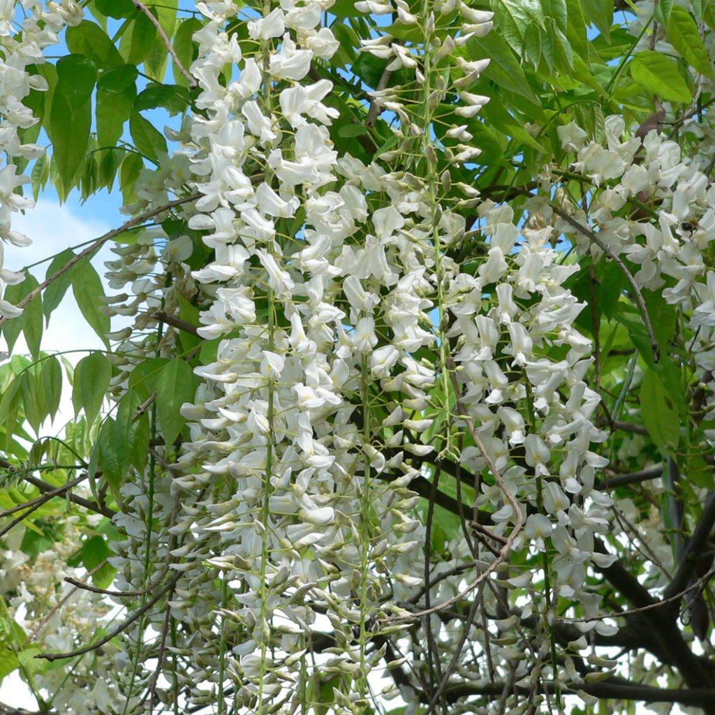 Превью изображения