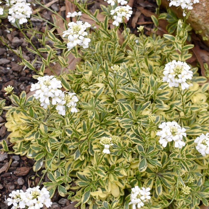 Превью изображения