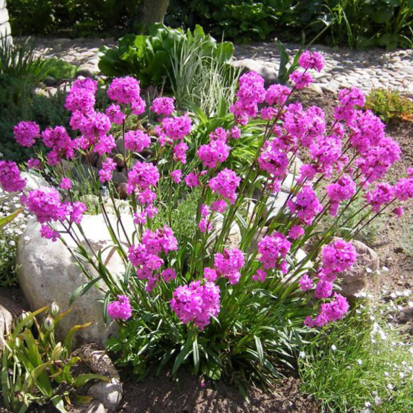 Превью изображения