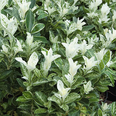 Превью изображения