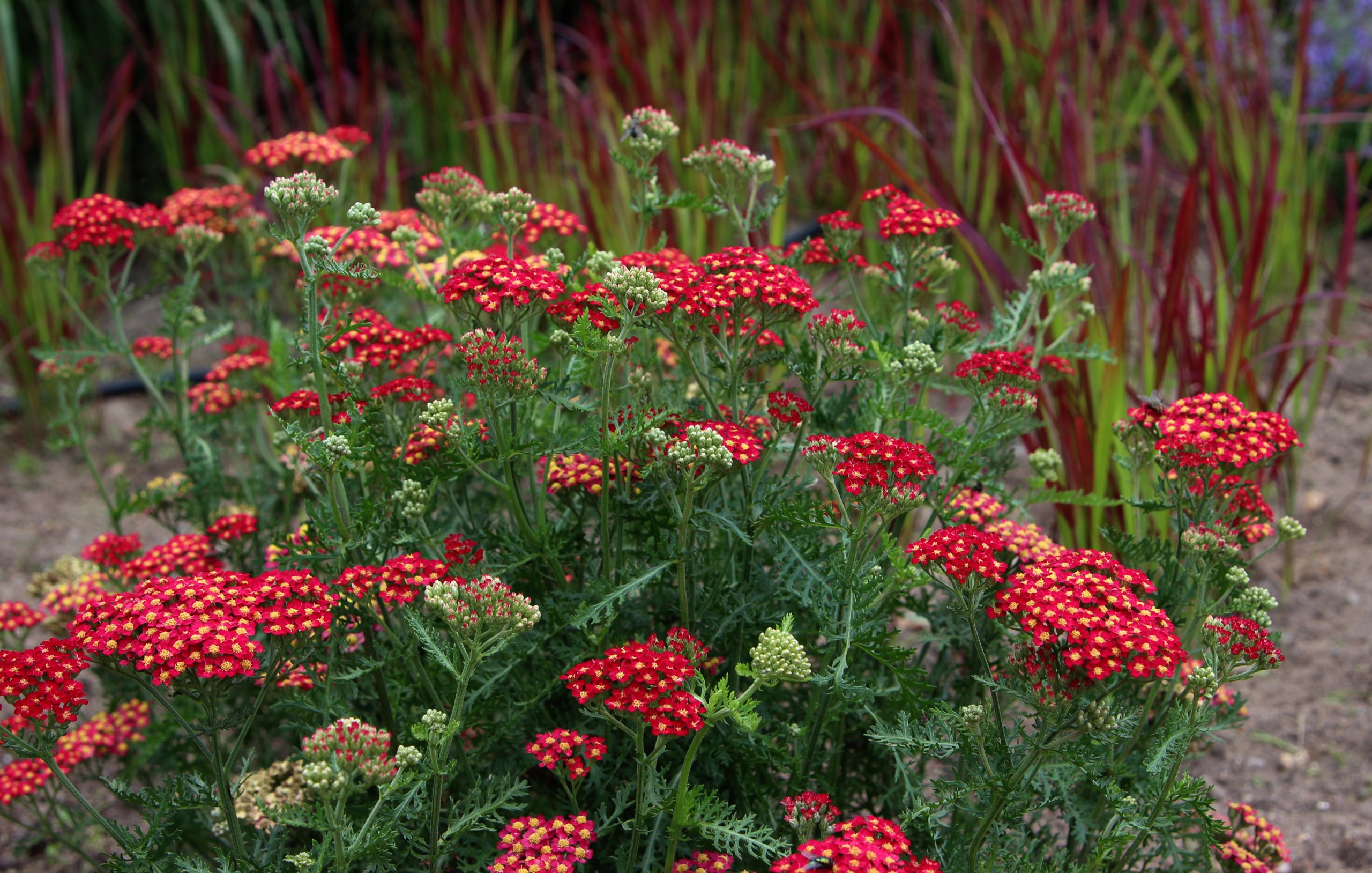 Превью изображения