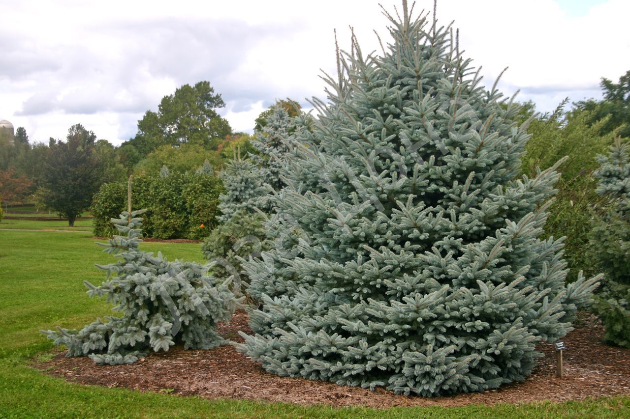 Превью изображения