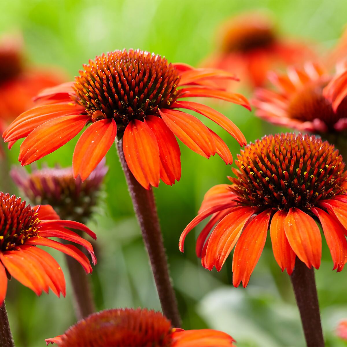 Превью изображения