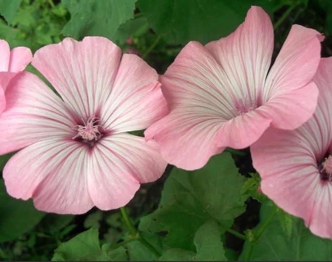 Превью изображения