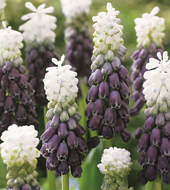 Превью изображения