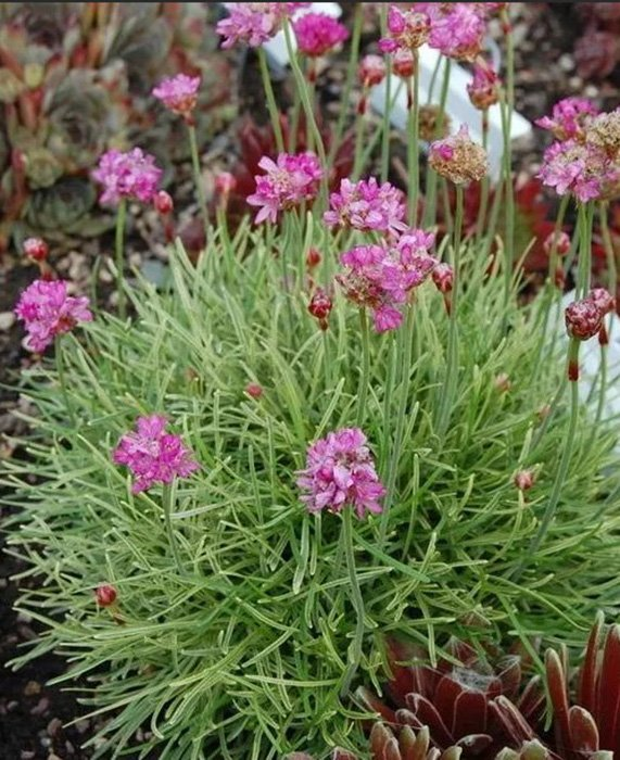 Превью изображения