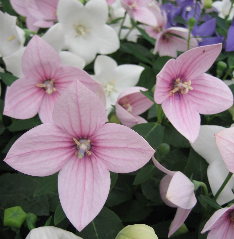 Превью изображения