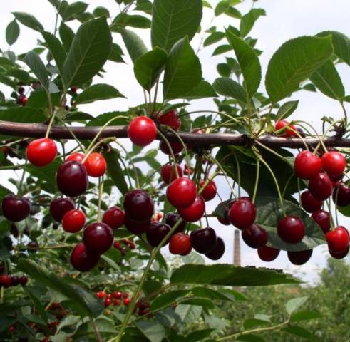 Превью изображения