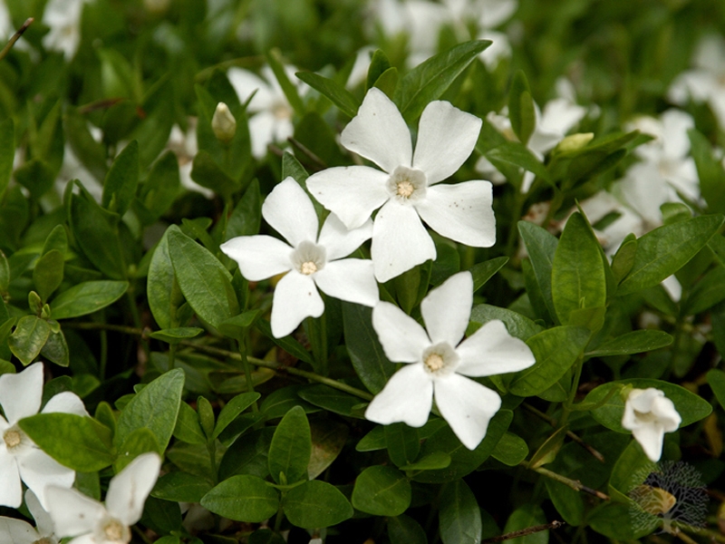 Превью изображения