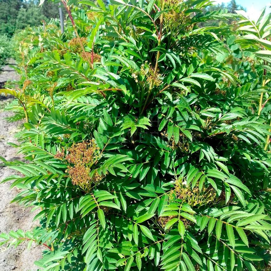 Превью изображения