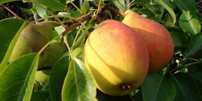 Превью изображения