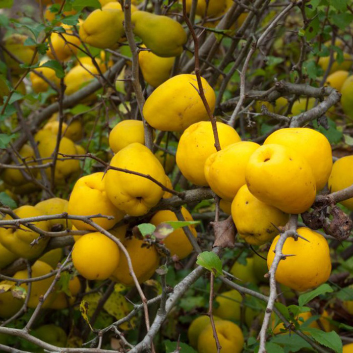 Превью изображения