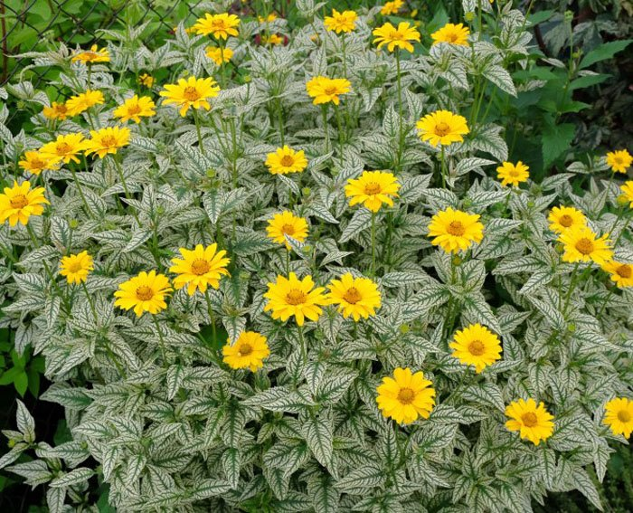 Превью изображения