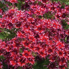 Превью изображения