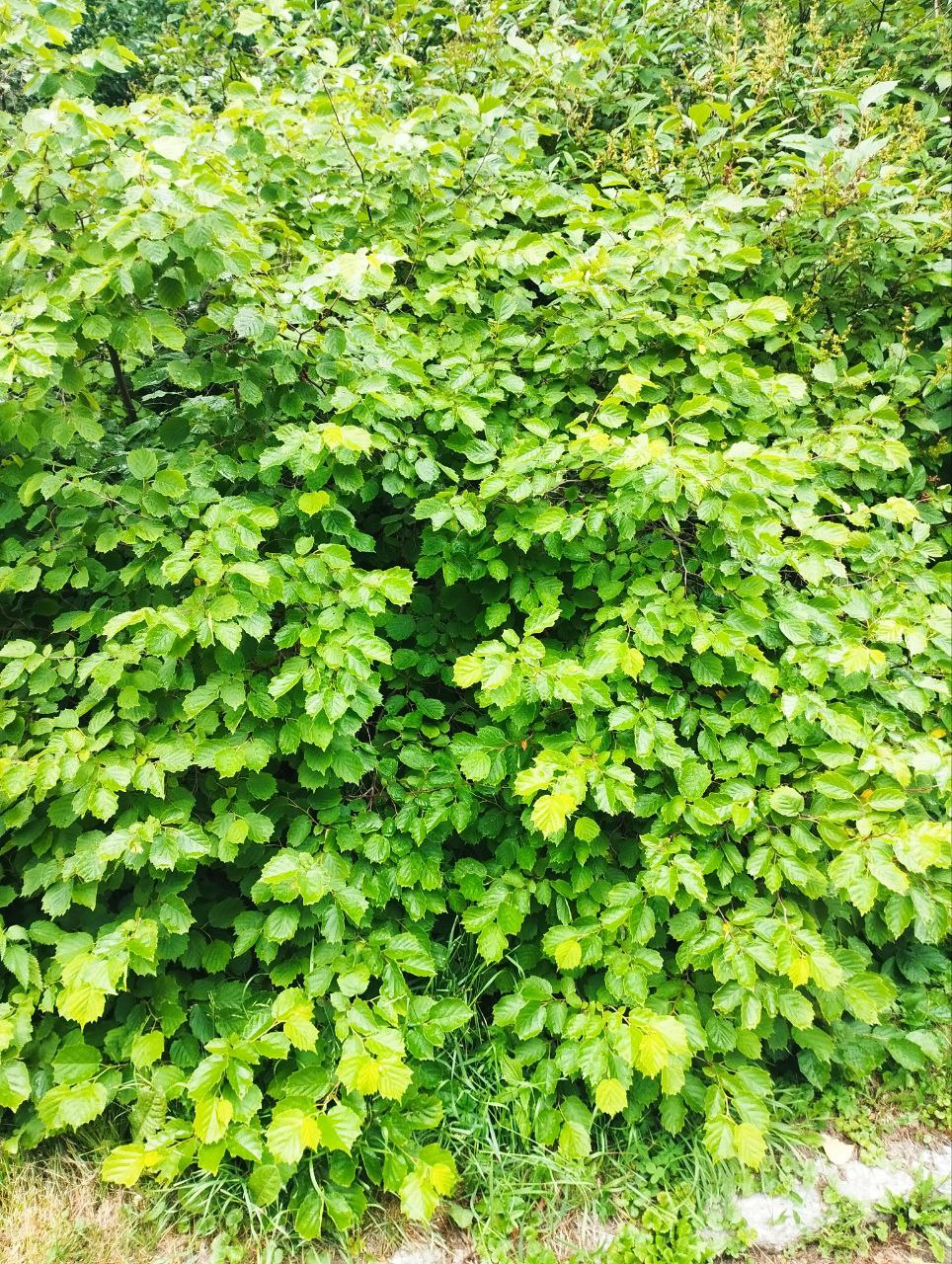 Превью изображения