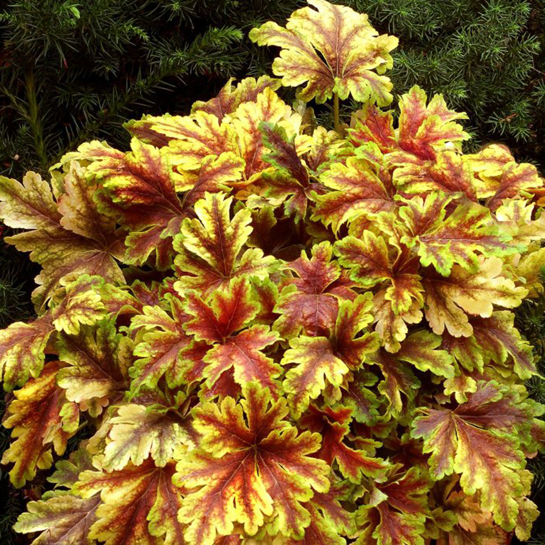 Превью изображения