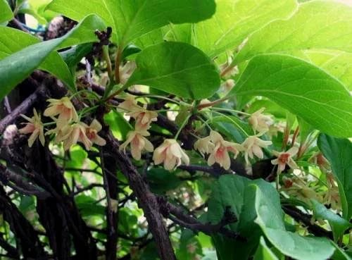 Превью изображения