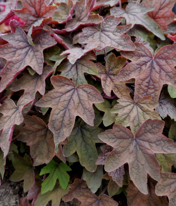 Превью изображения