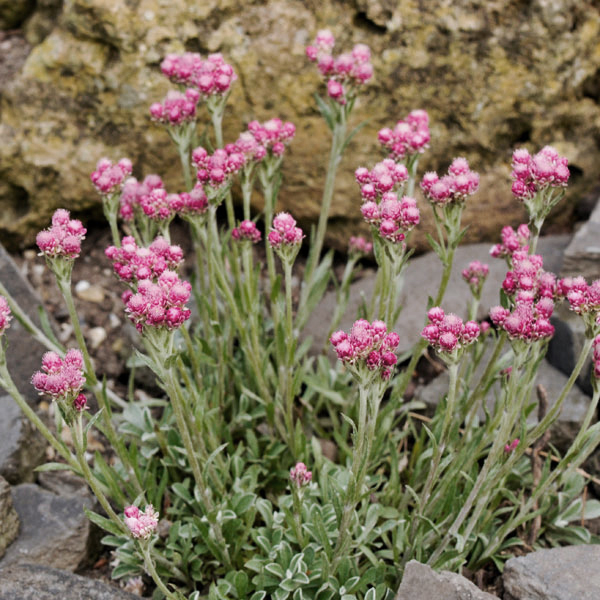 Превью изображения