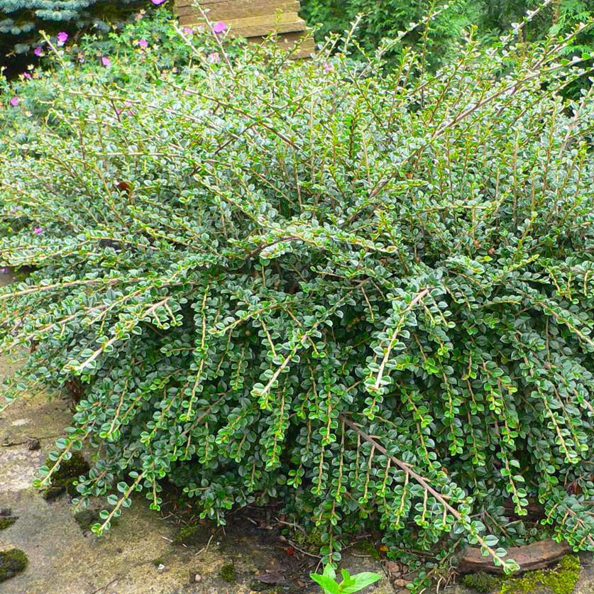 Превью изображения