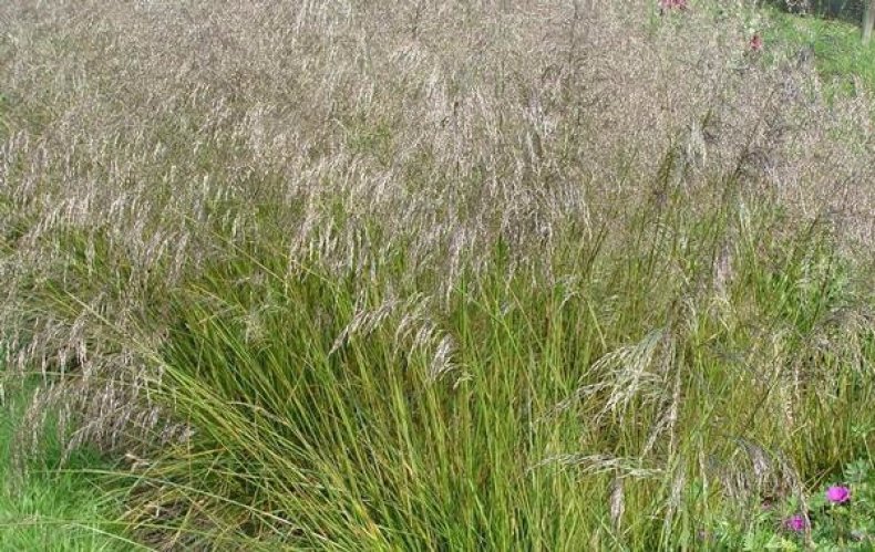 Превью изображения