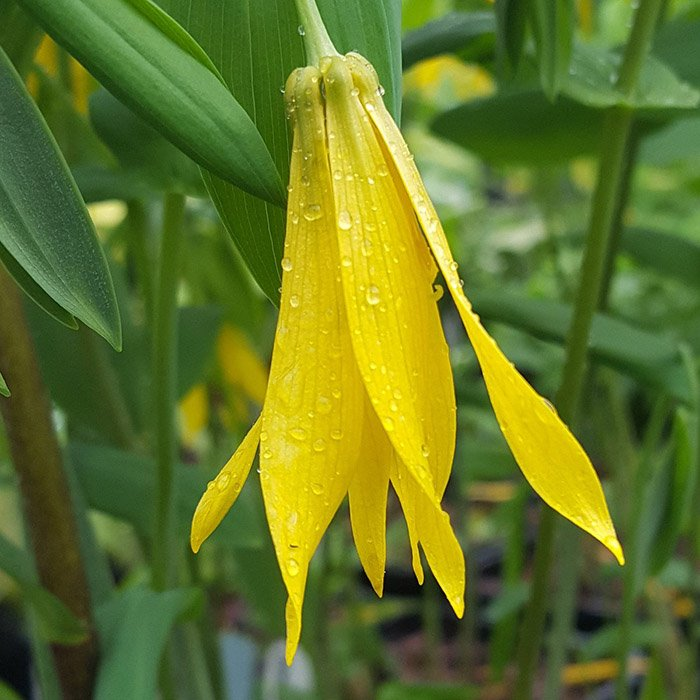 Превью изображения