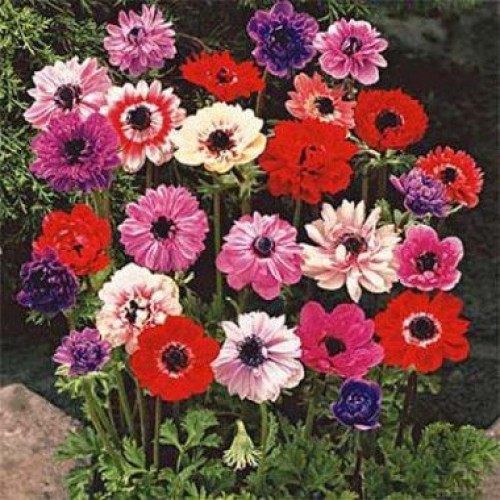 Превью изображения