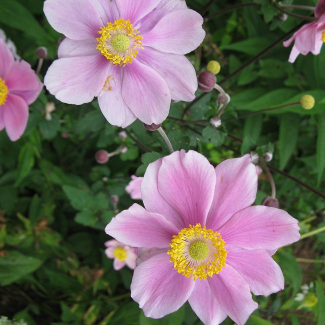 Превью изображения