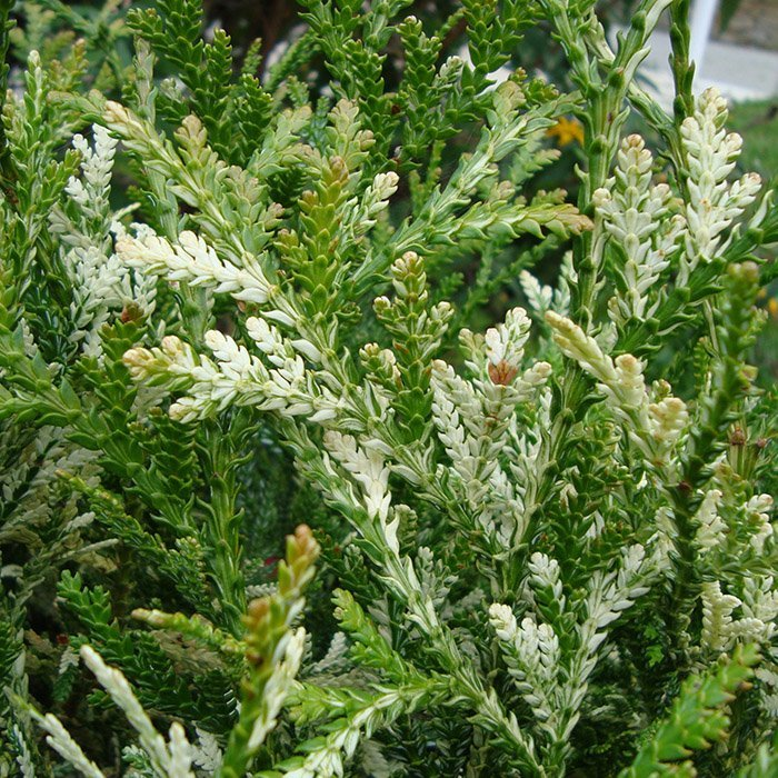 Превью изображения