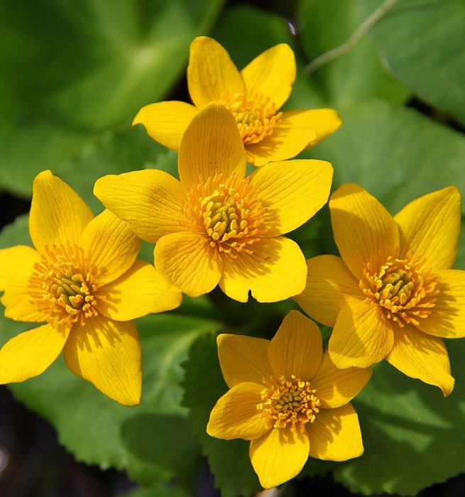 Превью изображения