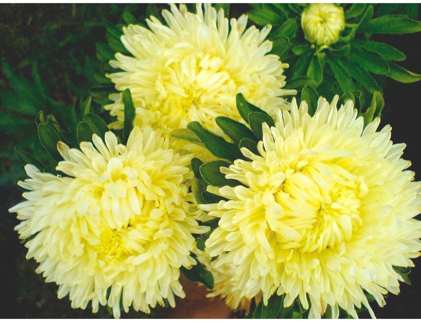 Превью изображения