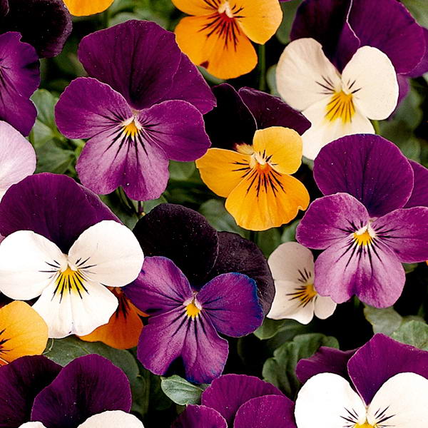 Превью изображения