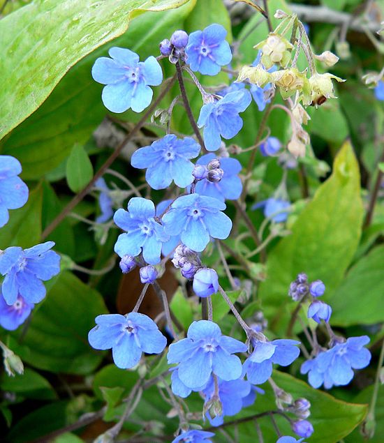 Превью изображения