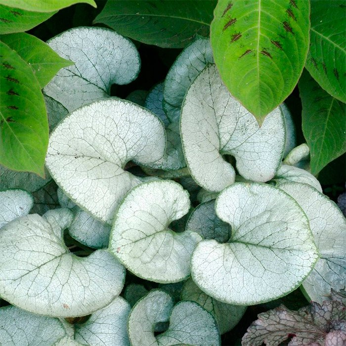 Превью изображения