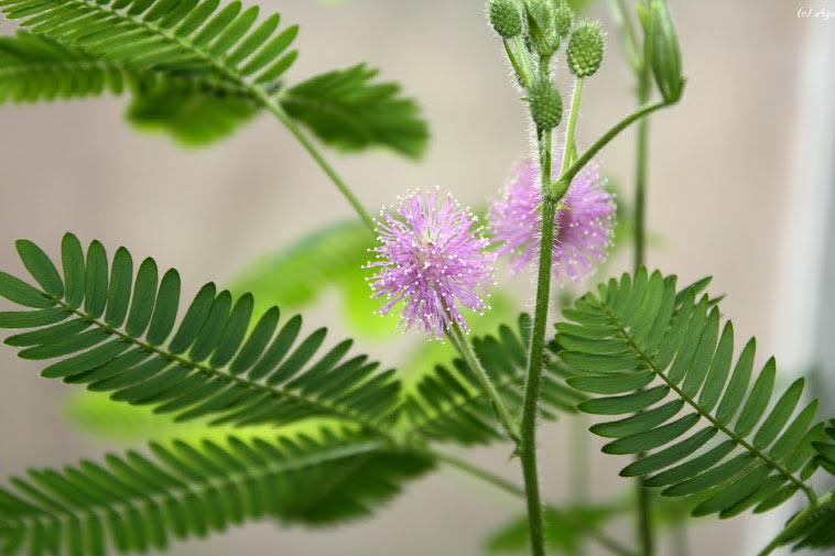 Превью изображения