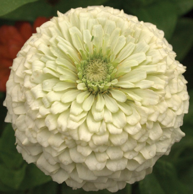 Превью изображения