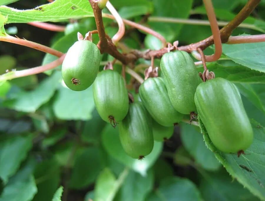 Превью изображения