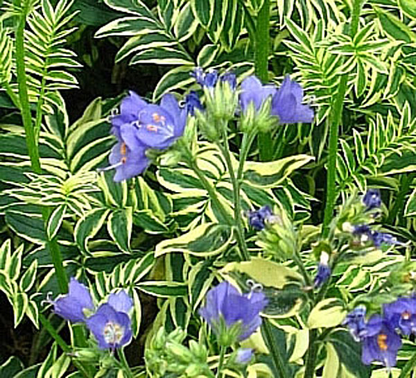 Превью изображения