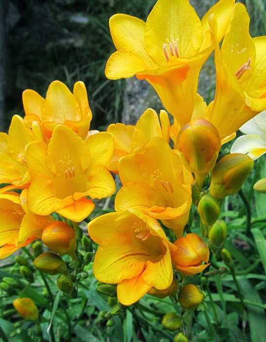 Превью изображения