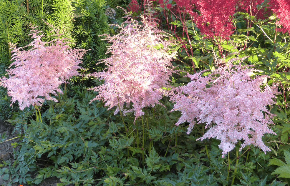 Превью изображения