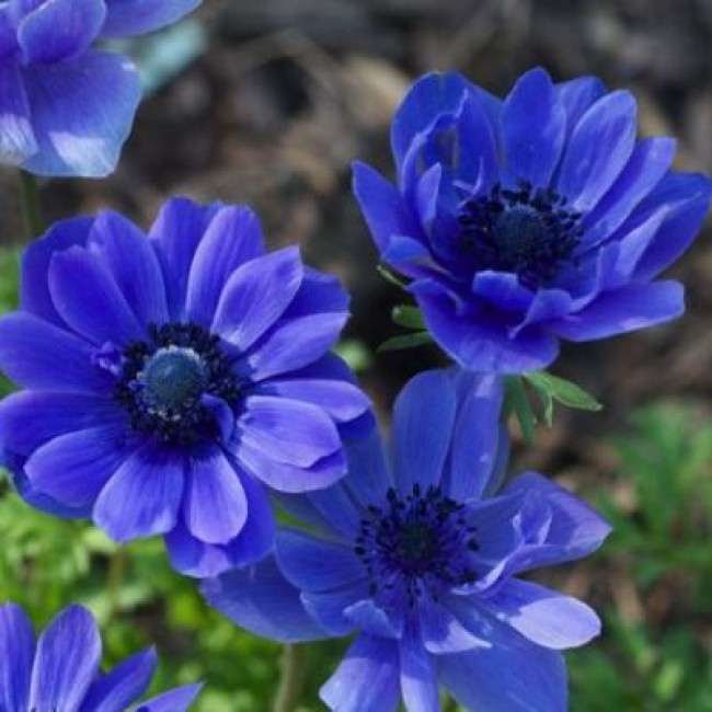 Превью изображения