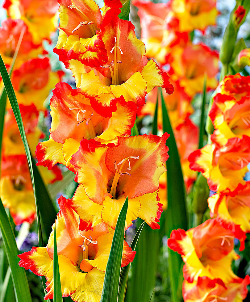 Превью изображения