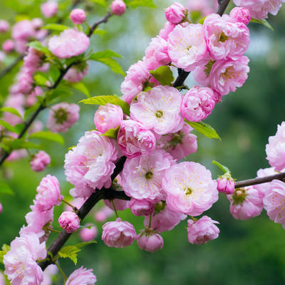 Превью изображения